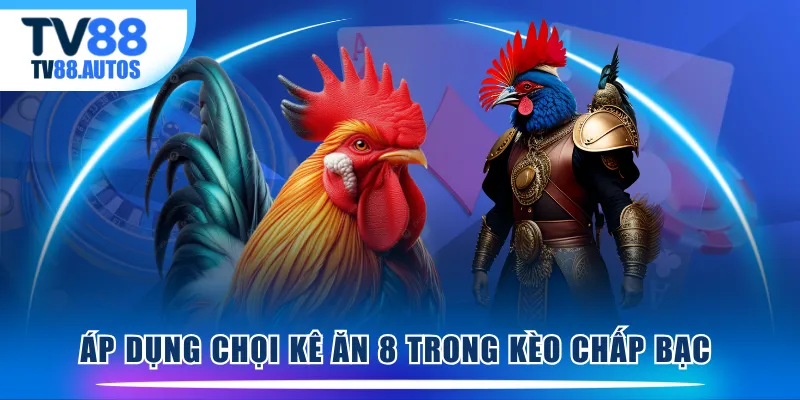 Áp dụng chọi kê ăn 8 trong kèo chấp bạc