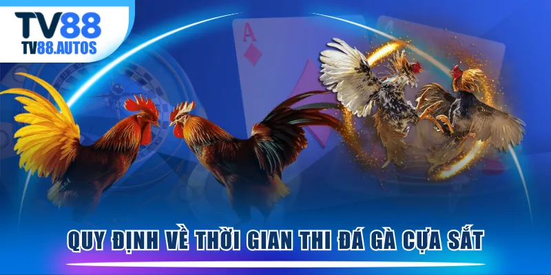 Quy định về thời gian thi đá gà cựa sắt