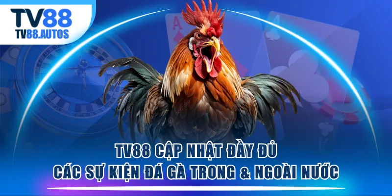 TV88 cập nhật đầy đủ các sự kiện đá gà trong & ngoài nước